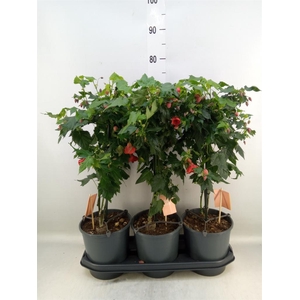 Abutilon  'Red Trumpet'