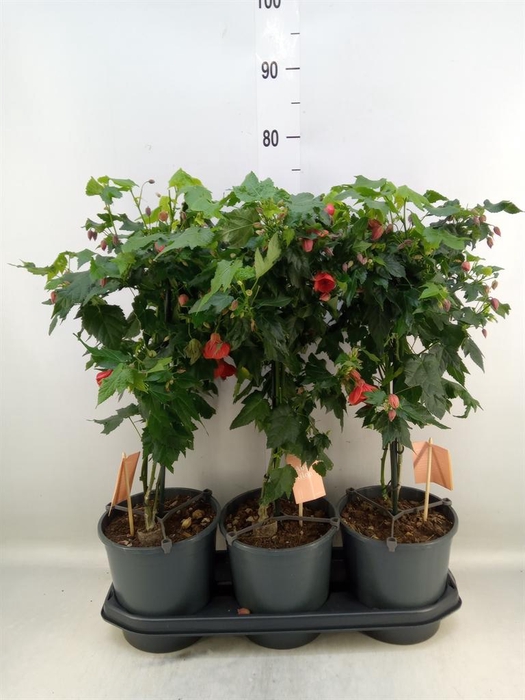 <h4>Abutilon  'Red Trumpet'</h4>