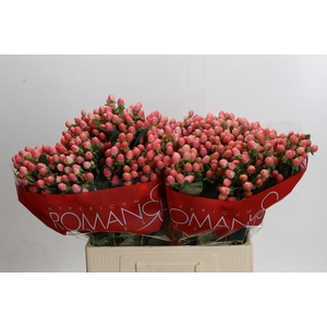 Hypericum Sweet Romance