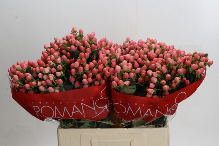 Hypericum Sweet Romance