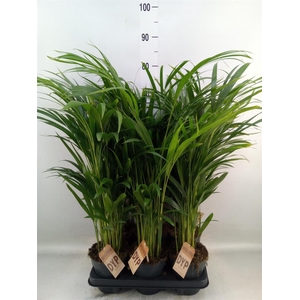 Dypsis lutescens   ...Chrysalidoca