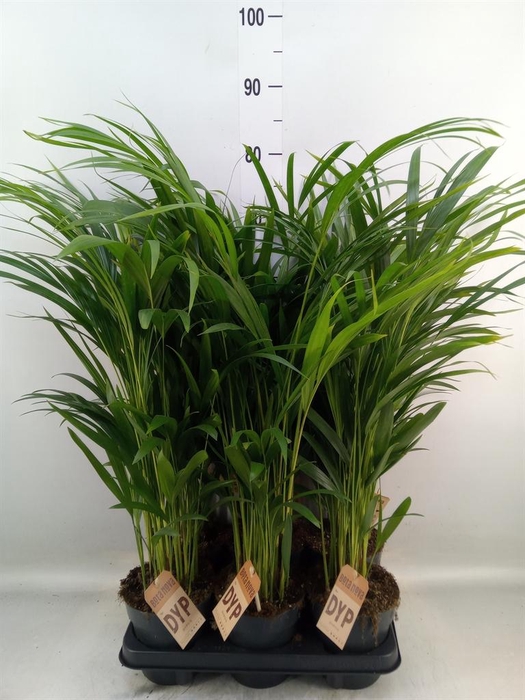 <h4>Dypsis lutescens   ...Chrysalidoca</h4>