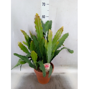 Epiphyllum   ...