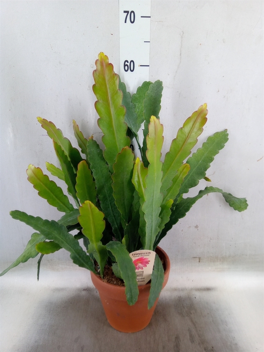 <h4>Epiphyllum   ...</h4>