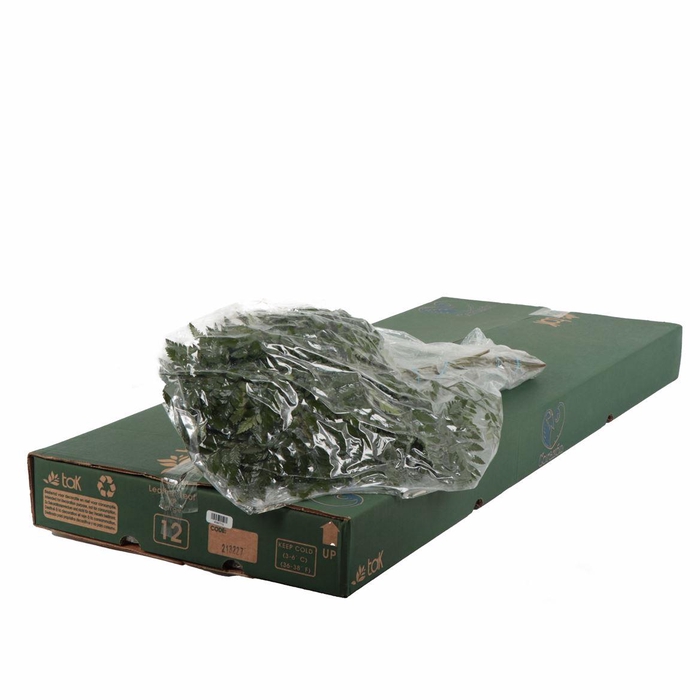 <h4>Lederv. Large Vacuum</h4>