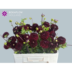 DAHL (DECORATIVE GRP) DARK SPIRIT D