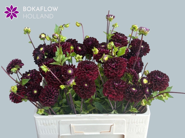 <h4>DAHL (DECORATIVE GRP) DARK SPIRIT D</h4>