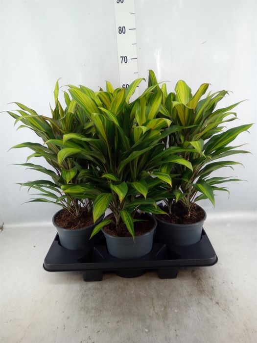 <h4>Cordyline fruti. 'Kiwi'</h4>