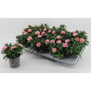 DIAN OSC PINK STAR