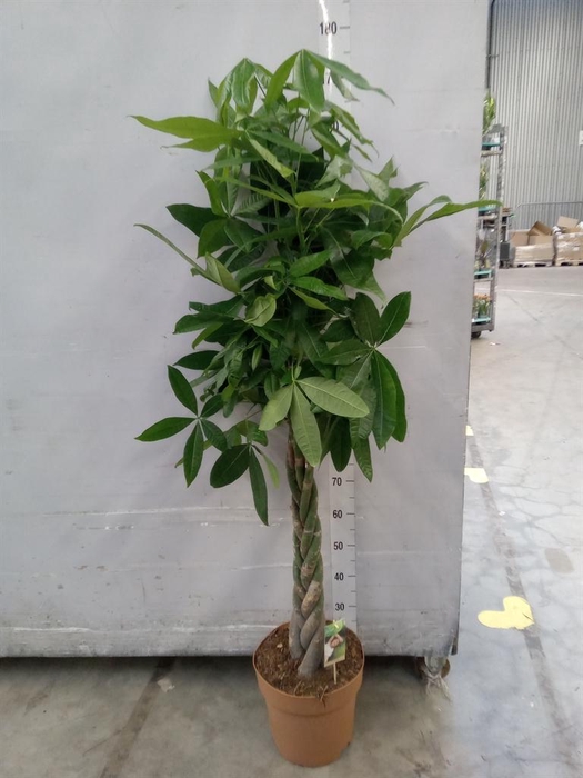 <h4>Pachira aquatica</h4>