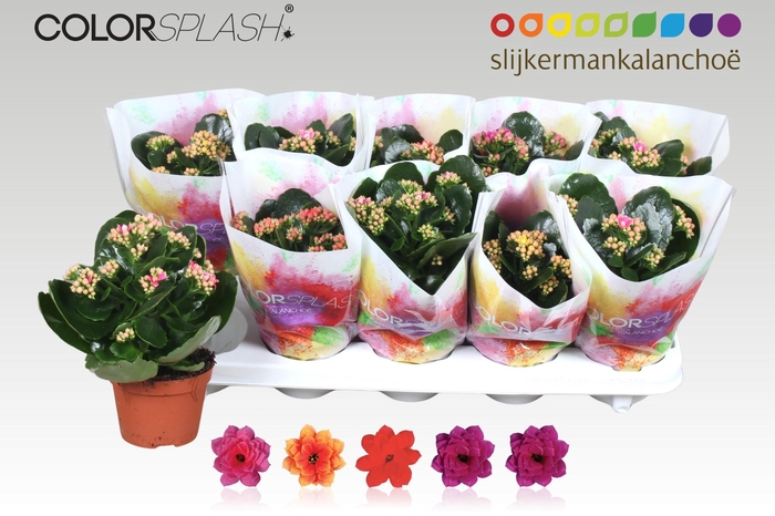 <h4>KAL GE GEM 5 KL</h4>