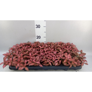 Fittonia verschaf. 'Red Star'