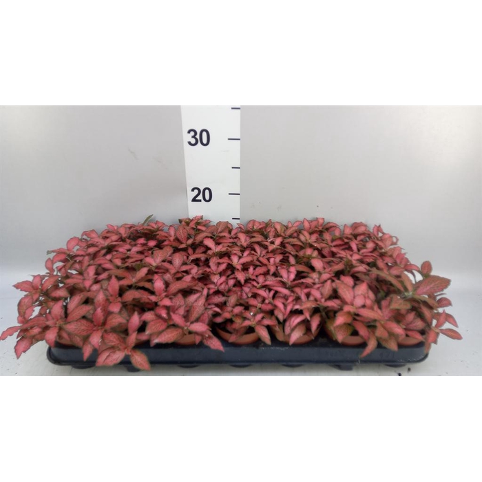 <h4>Fittonia verschaf. 'Red Star'</h4>