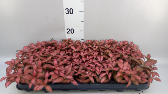 Fittonia verschaf. 'Red Star'