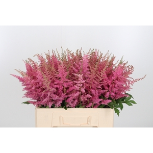 Astilbe Cattleya