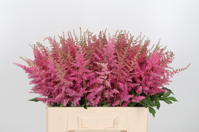 <h4>Astilbe Cattleya</h4>