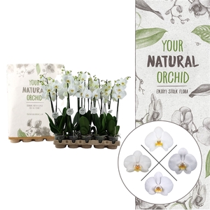 Your Natural Orchid | Eco White 65cm | Phalaenopsis 2 spike