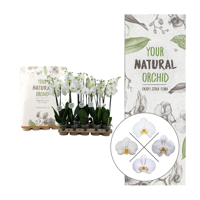 <h4>Your Natural Orchid | Eco White 65cm | Phalaenopsis 2 spike</h4>