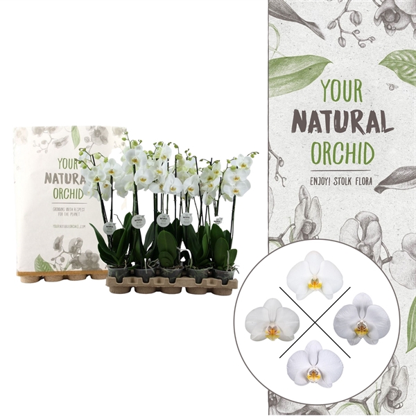 Your Natural Orchid | Eco White 65cm | Phalaenopsis 2 spike