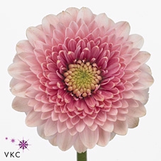 Germini Pomponi Tracy Diamond