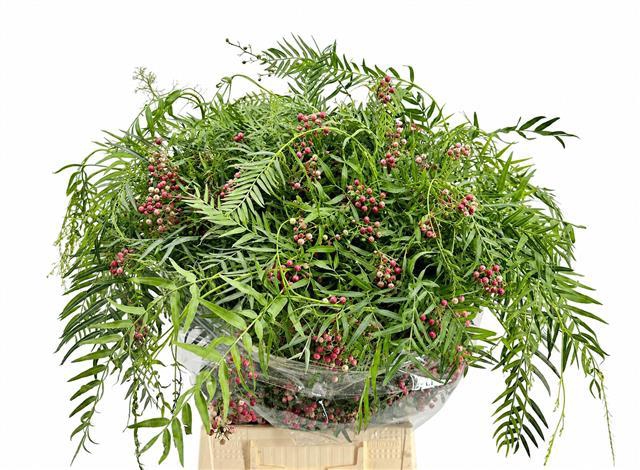 <h4>Falso Pepe Berries</h4>