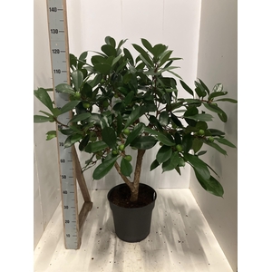 FICUS CYATHISTIPULA