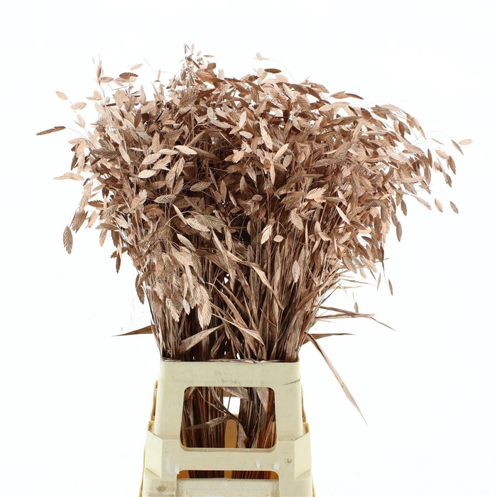 <h4>Chasmantium Klb Koper</h4>