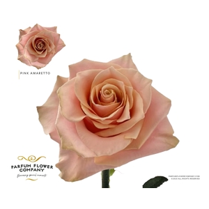 Rosa Premium Pink Amaretto