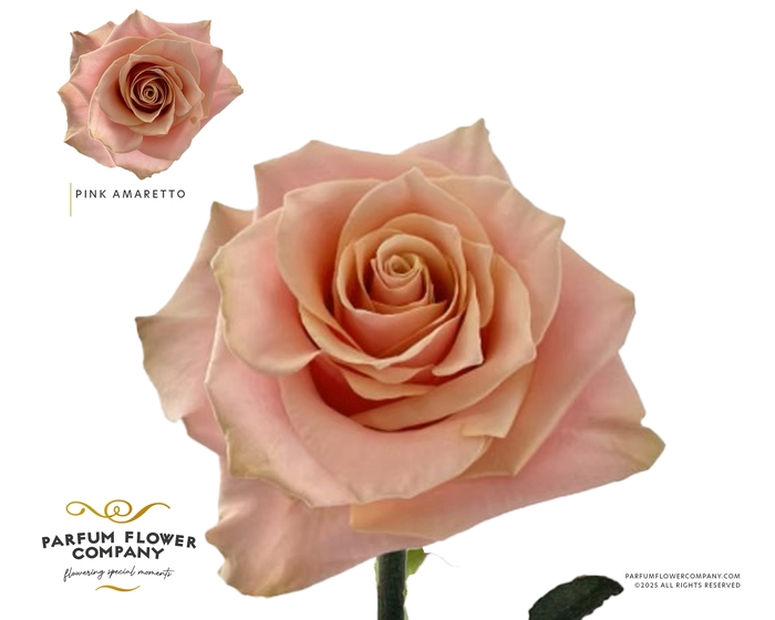 <h4>Rosa Premium Pink Amaretto</h4>