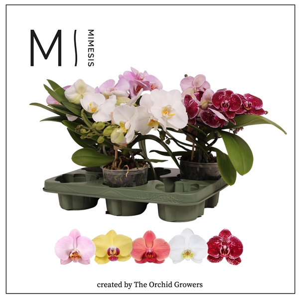 <h4>Mimesis Phal. Muse Mix - 25+ flowers 12cm</h4>