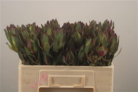 <h4>Leucad Senorita</h4>