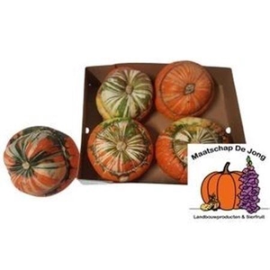 Sier Cuc P Turks Turban Mix X8