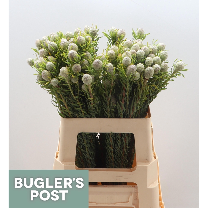 <h4>Leucad L Ayoba Ja Pe</h4>