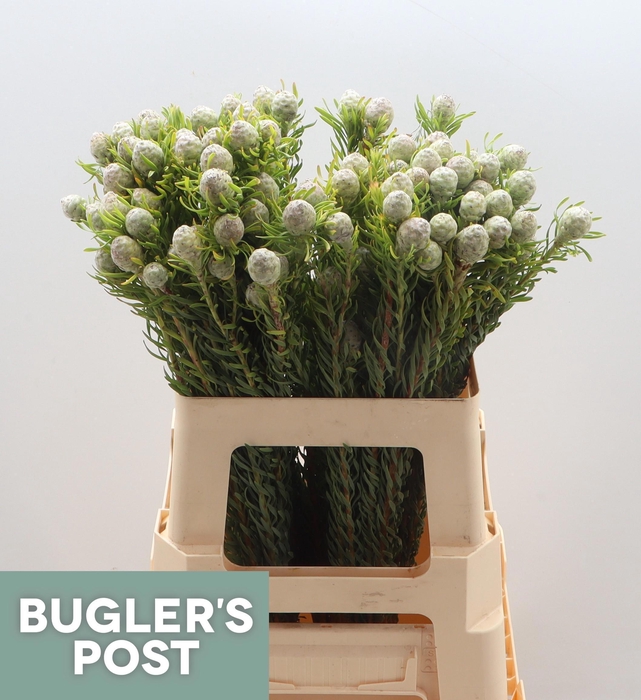 <h4>LEUCAD L AYOBA JA PE</h4>