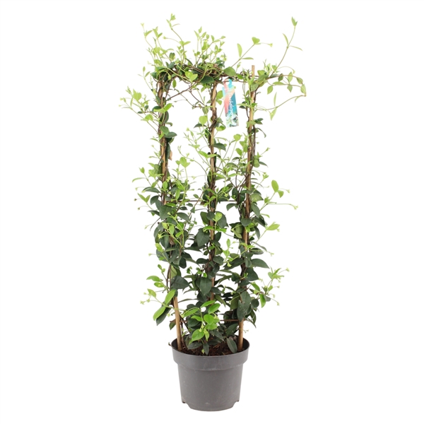 <h4>Trachelospermum jasminoides rek p23 (PT)</h4>