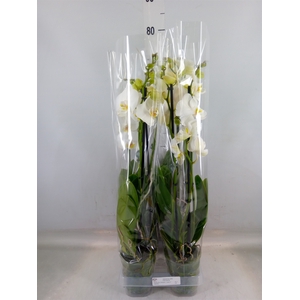 Phalaenopsis  'Ant Nottingham'