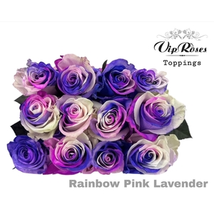 R GR RAINBOW PINK LAVENDER