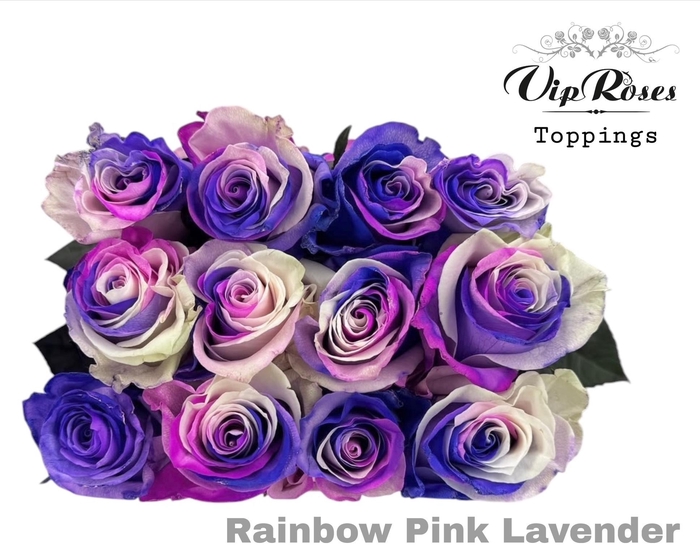 <h4>R GR RAINBOW PINK LAVENDER</h4>