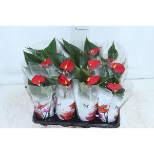 ANTHURIUM P06 VERMELHO