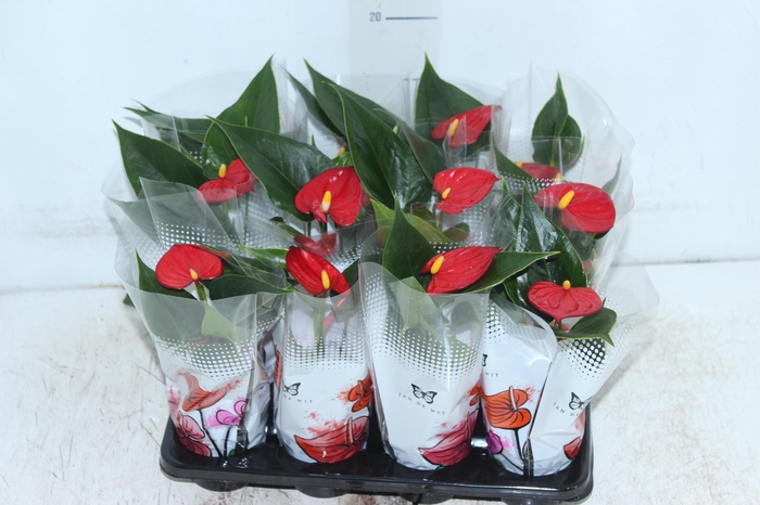 <h4>ANTHURIUM P06 VERMELHO</h4>