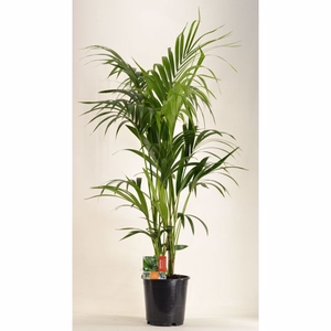 KENTIA - P24 H140 - 6PP (Howea forsteriana)