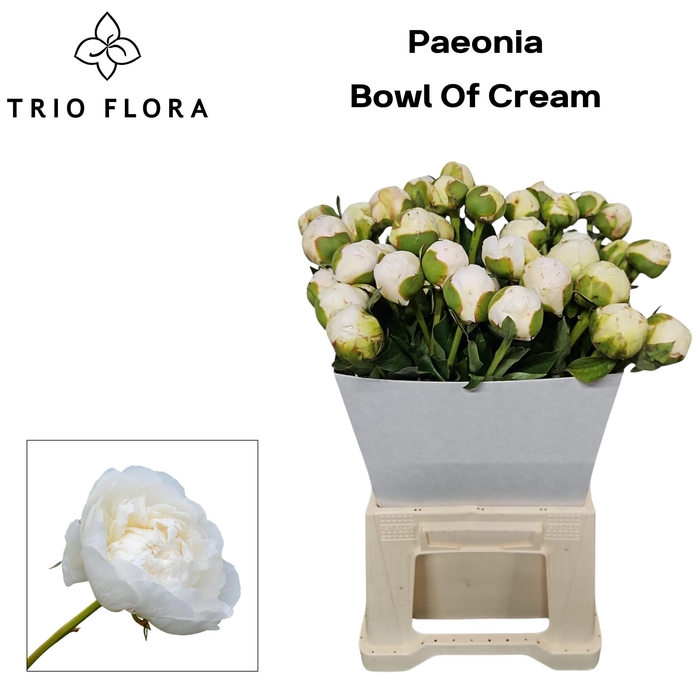 <h4>Paeonia 'Bowl of Cream'</h4>