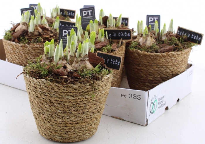 <h4>ARR N TETE A TETE</h4>