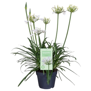 Nolina Agapanthus Ø 17 cm. Summer LoveTM White