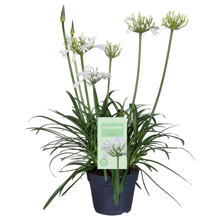 <h4>Nolina Agapanthus Ø 17 cm. Summer LoveTM White</h4>