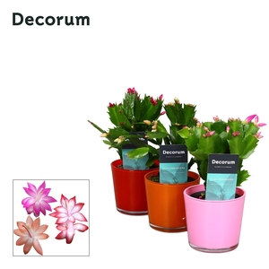 Schlumbergera - 9 cm - Glaspot Nashville mix - Decorum