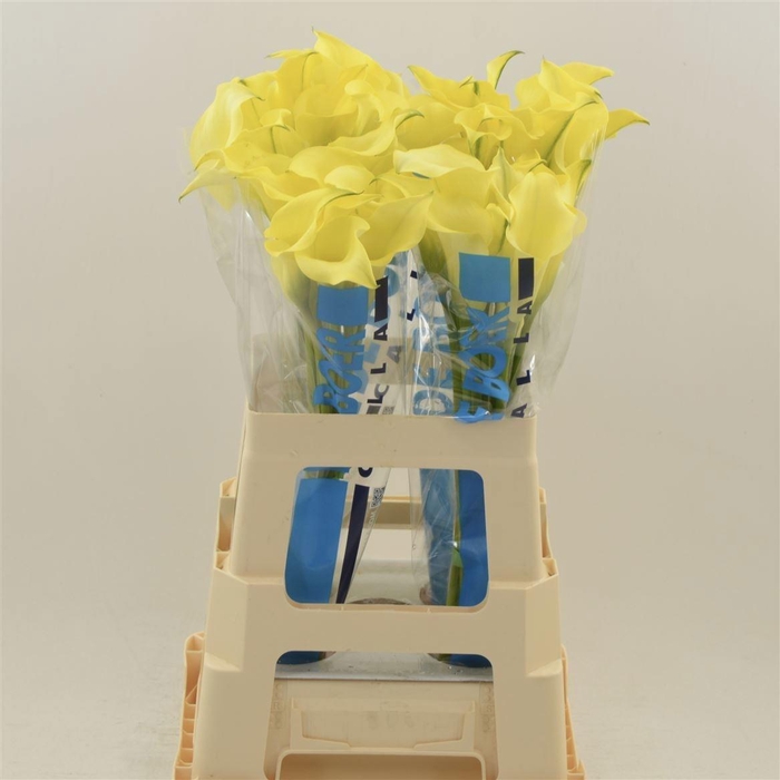 <h4>ZANT ALICE SPRINGS</h4>