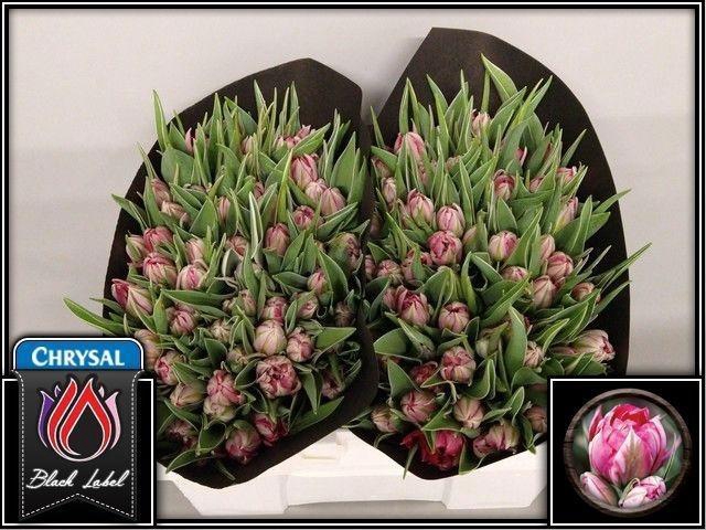 <h4>TU DU FLASH POINT</h4>