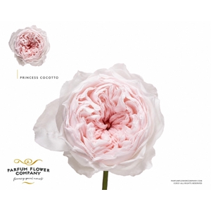 Rosa Princess Cocotto