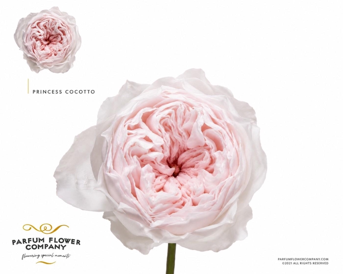 <h4>Rosa Princess Cocotto</h4>